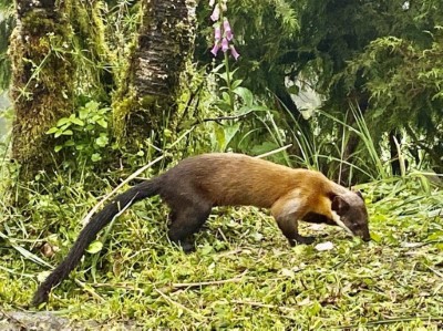 太平山加強宣導勿餵食野生動物奏效 (3)